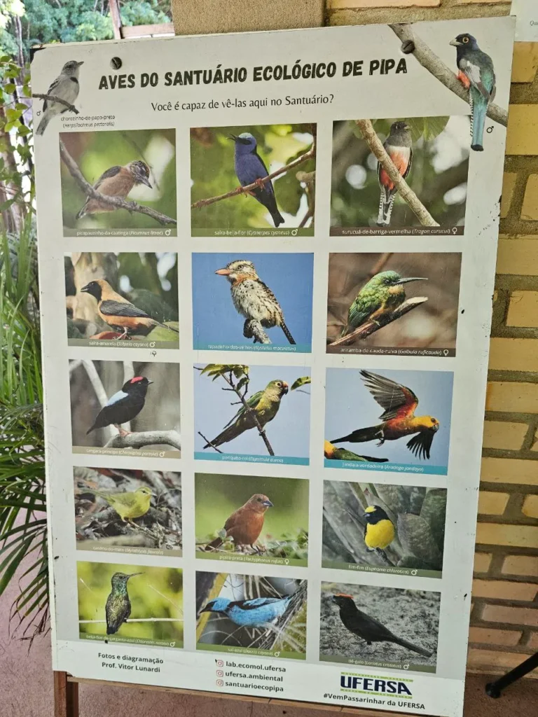 Aves, santuario ecológico de Pipa