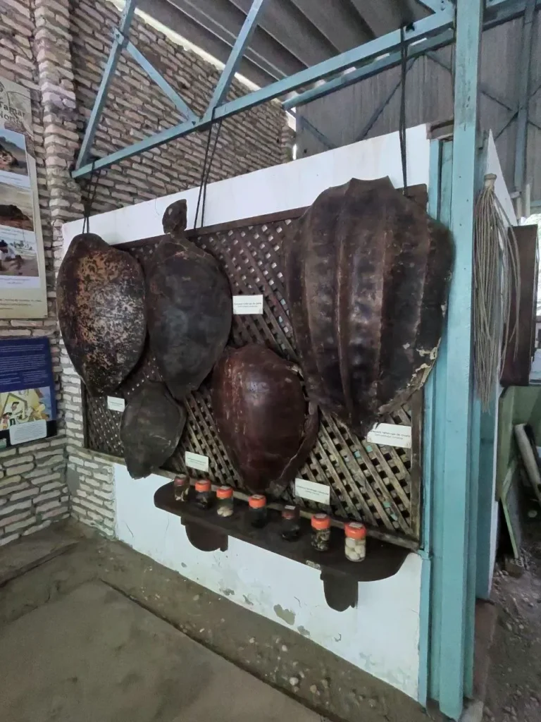 Caparazones tortugas marinas santuario ecológico de Pipa