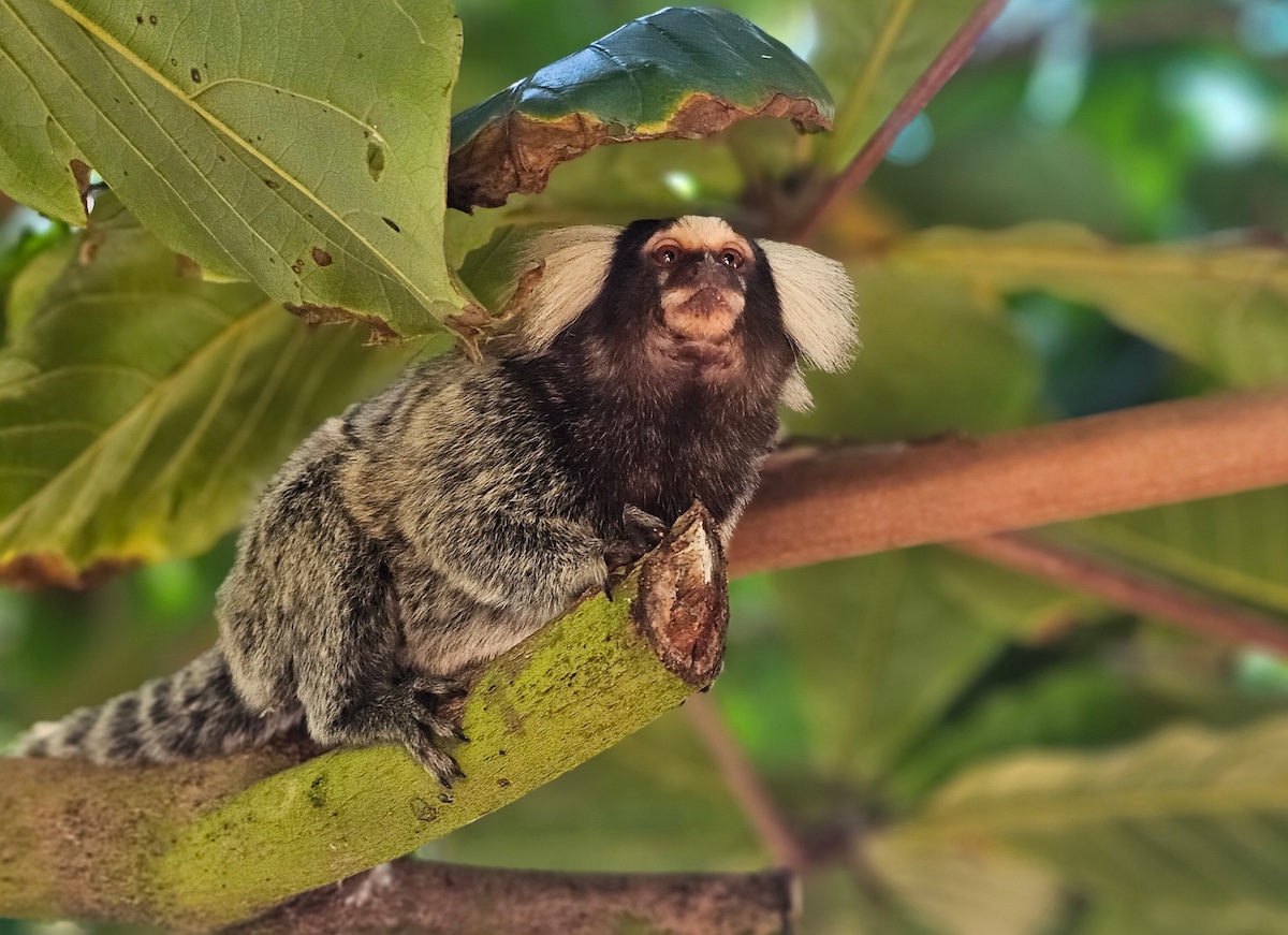 Mono sagui Pipa Brasil