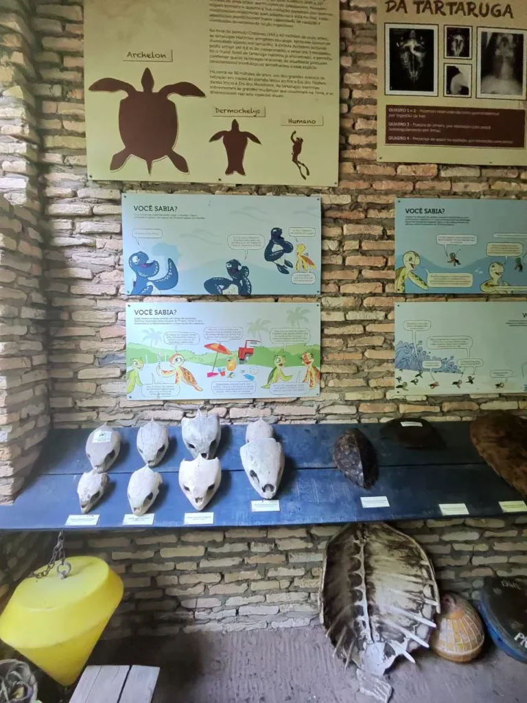 Museo proyecto Tamar Pipa