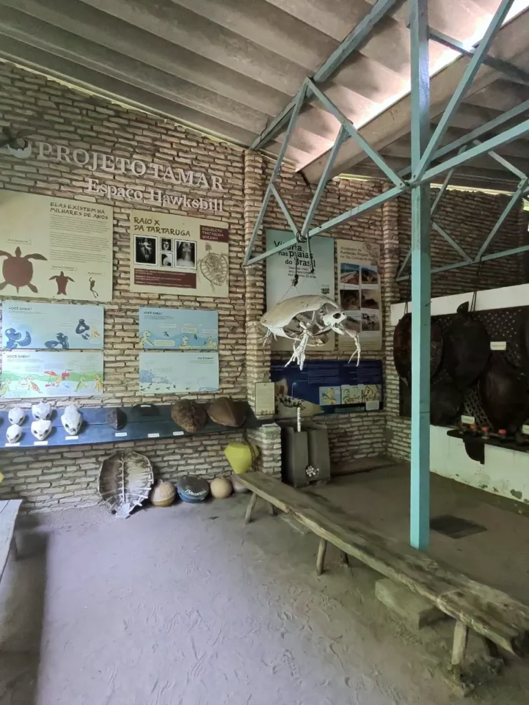 Museo proyecto Tamar santuario ecológico Pipa