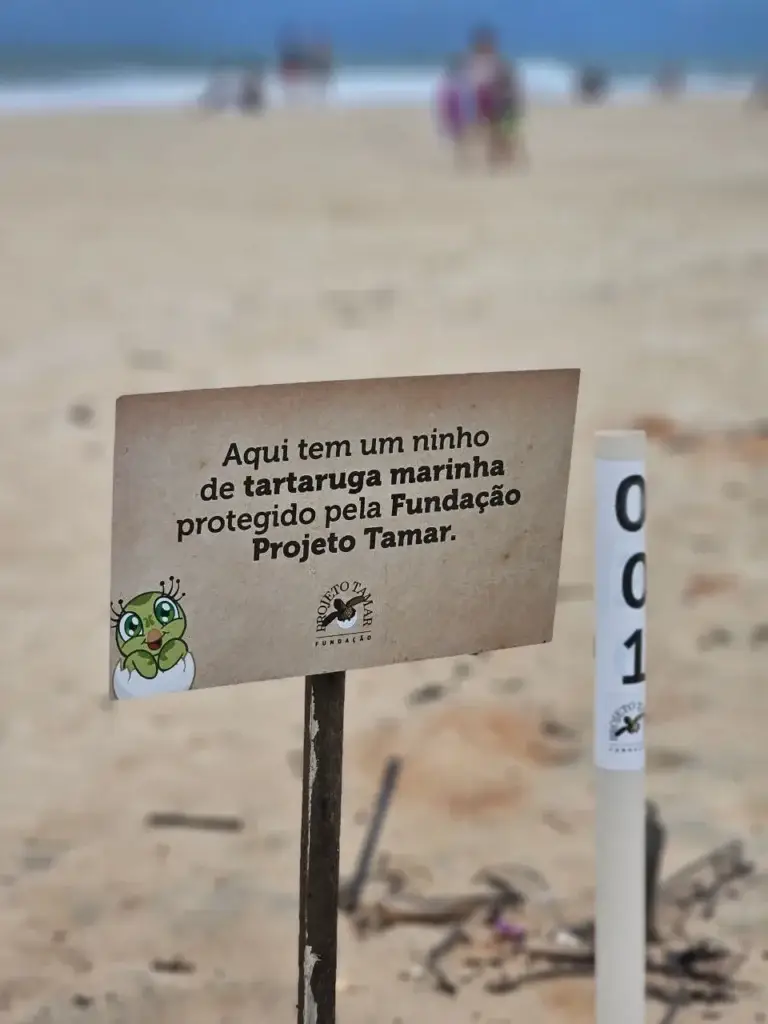 Nidos tortugas marinas praia das minas Pipa, Brasil