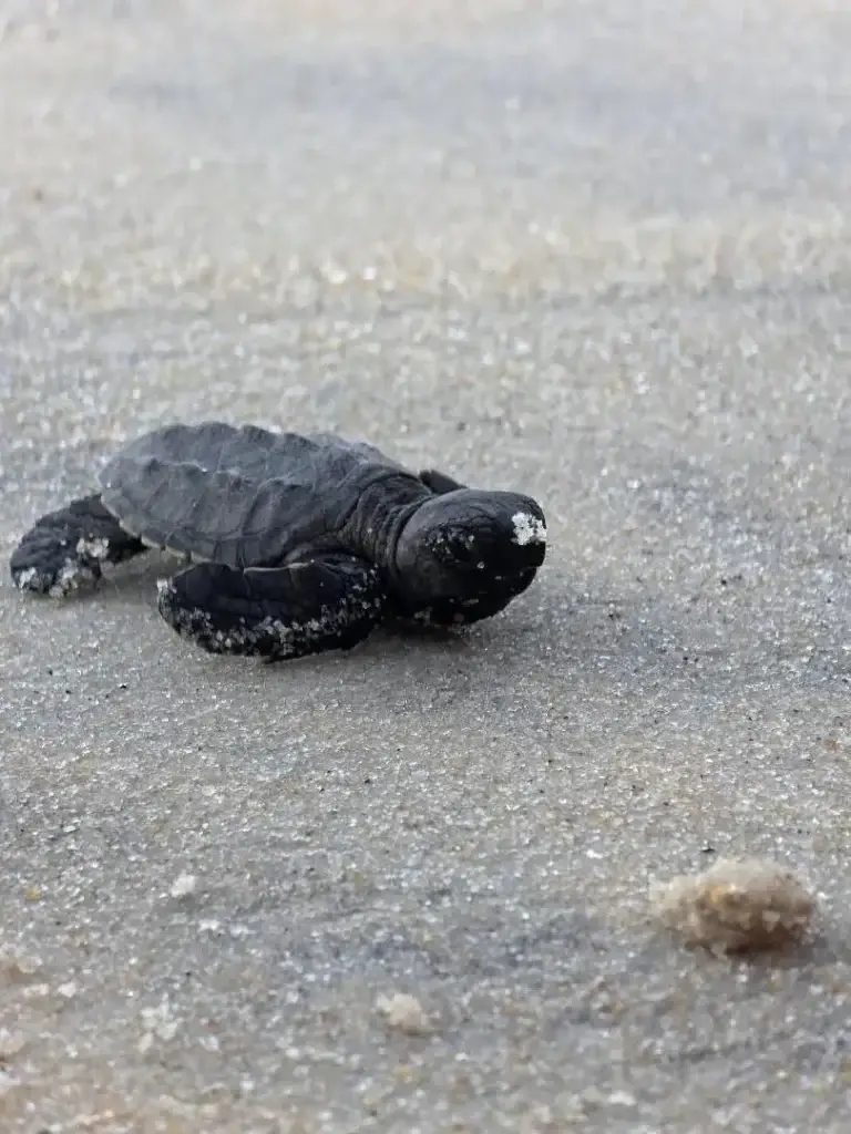 TORTUGA MARINA PIPA, BRASIL