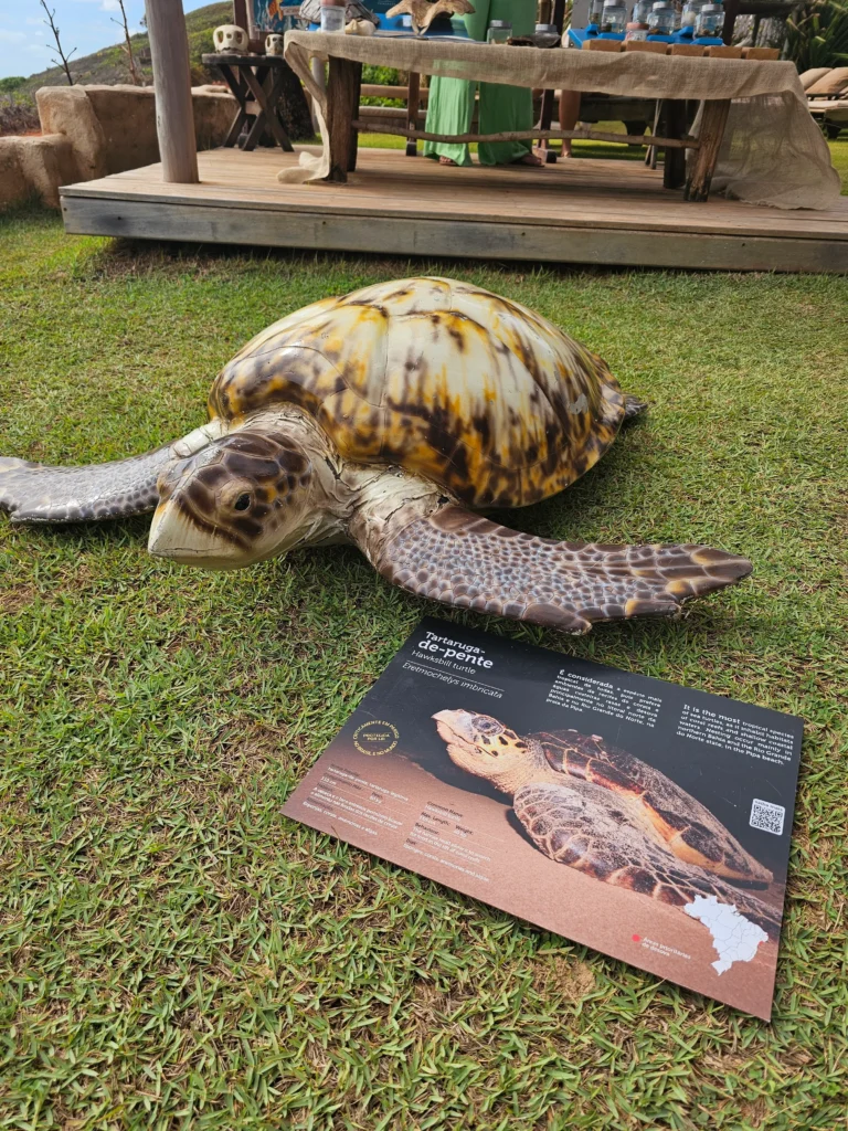 Tortuga marina Pipa Brasil