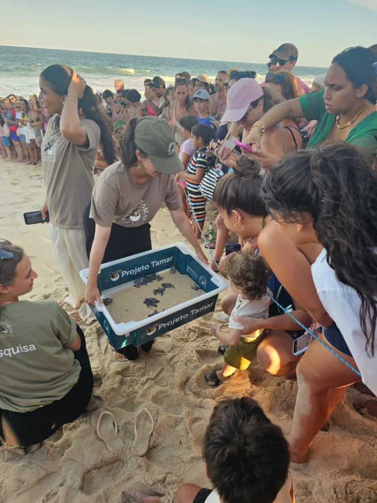 Tortuguitas marinas Pipa Brasil